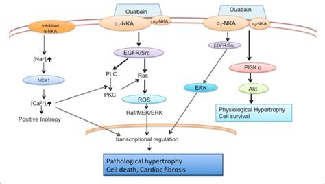 | Schematic diagram of Na + /K + -ATPase pumping and signaling ...