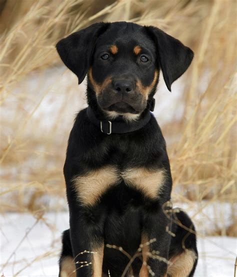 Black and Tan Labrador puppy poses in snow | Labrador retriever ...