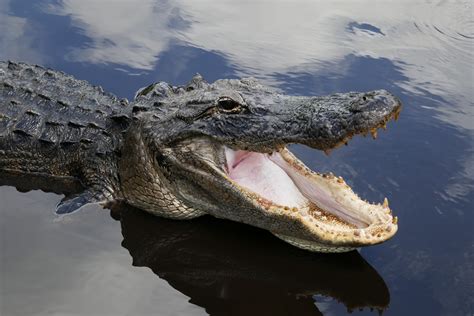 8 Astonishing Facts About Alligators - Newsweek