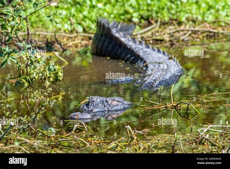 A wild alligator in a Florida swamp Stock Photo - Alamy