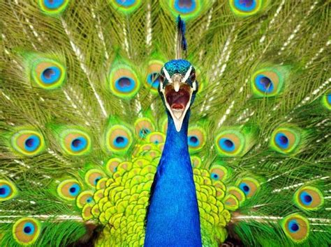 Funny Animals: Funny Peacock