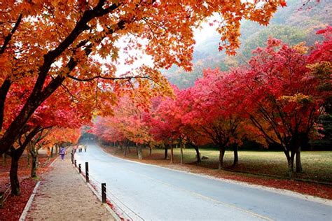 An Ultimate Guide to Autumn in Korea: Fall Foliage Forecast 2022 ...