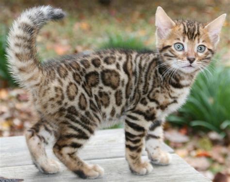 Bengal Kittens Wallpapers - Wallpaper Cave