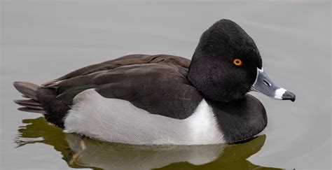 Ring-necked Duck | San Diego Bird Spot