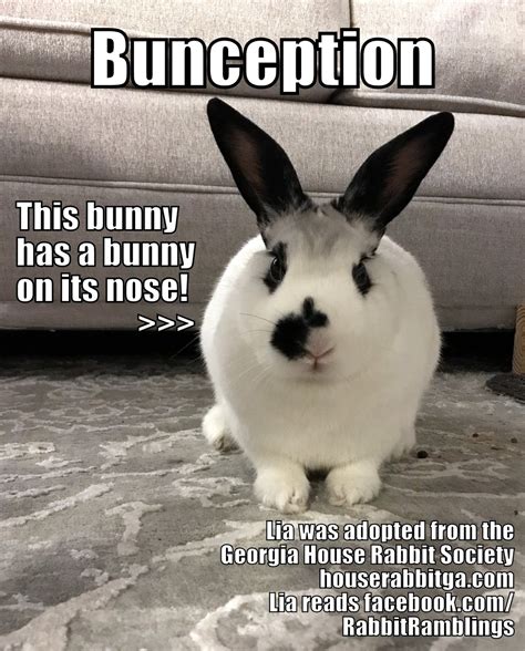 Funny Bunny Memes