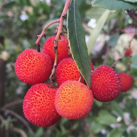 Strawberry Tree Fruit - Gastro Obscura