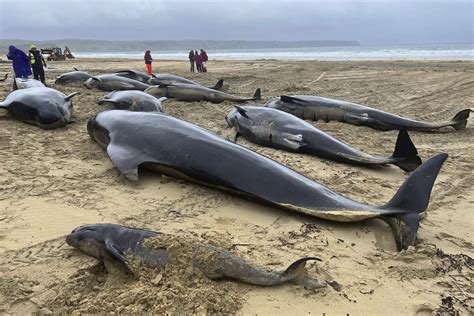 Pod of 55 pilot whales die after being stranded on a beach in Scotland