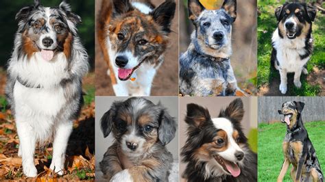 Cocker Spaniel Australian Shepherd Mix Puppies