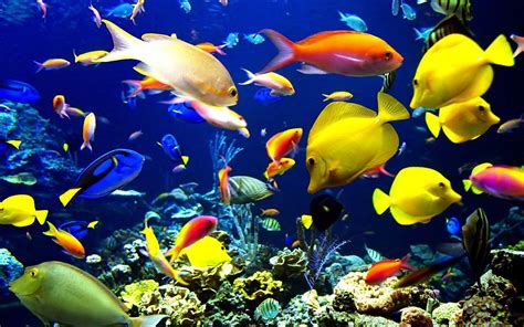 Underwater Tropical Fish Wallpaper