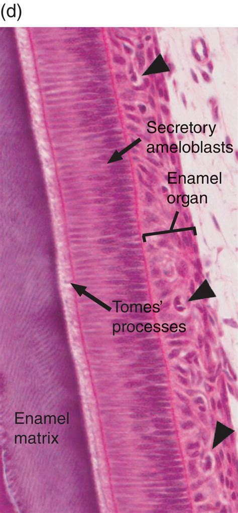 4: Enamel | Pocket Dentistry