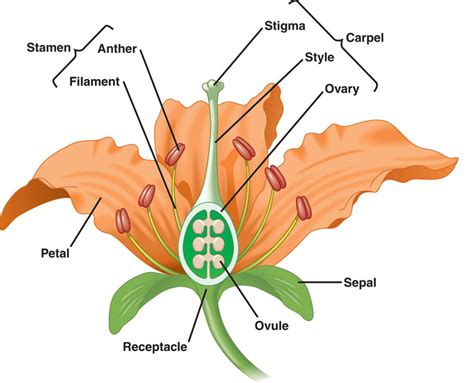 Plants and their Functions