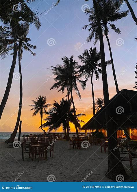 Maldives, Ocean, Sea, Beach, Palm Trees Stock Photo - Image of tropics ...