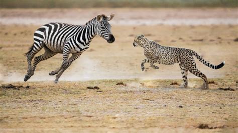 Cheetah Hunting Zebra