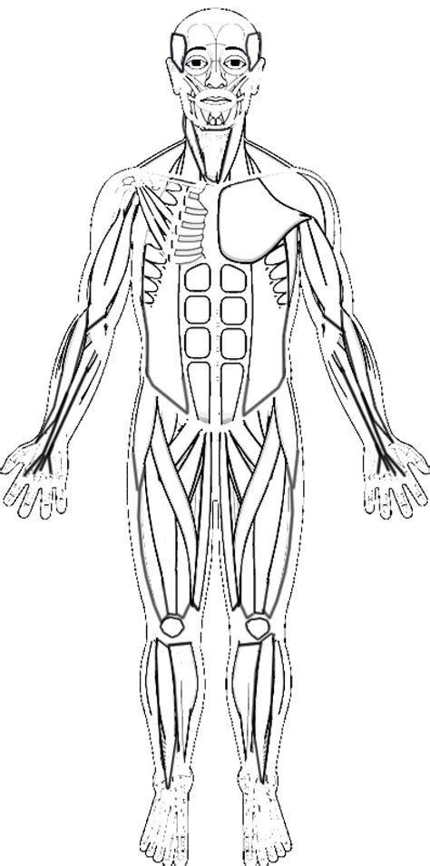 Human Muscles Coloring Key | Educative Printable | Human body muscles ...