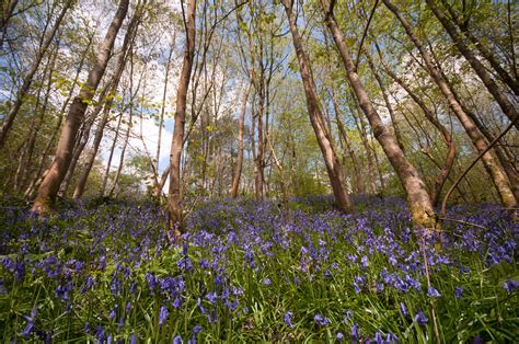 Bluebells-1 | Bluebells from Hole Park Gardens near Cranbroo… | sarg0r ...