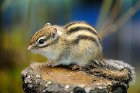 Siberian Chipmunk Habitat, Behavior, Diet, Facts, and Pictures