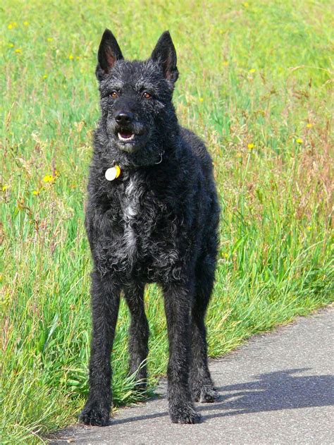 Dutch Shepherd, Dutch Herder, Hollandse Herder, Rough Haired Dutch ...