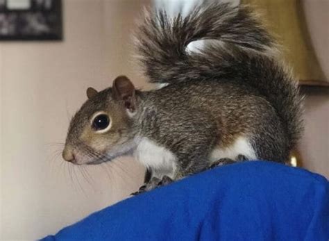 300+ Squirrel Names (Cute, Funny, & Famous Disney Nicknames)