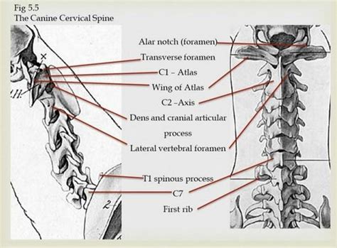 Anatomy of the Canine Spine - Physiopedia