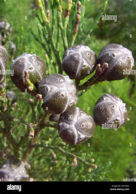 Small cypress pine (Callitris drummondii), group of cones Stock Photo ...