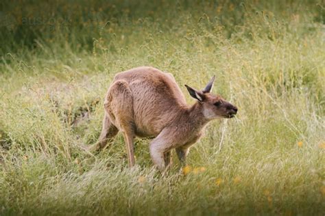 Image of Kangaroo eating grass in the bush - Austockphoto