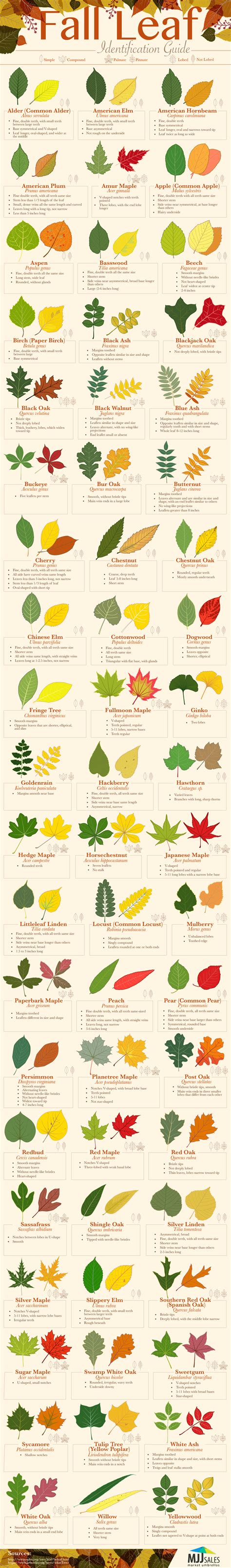 Fall Leaf Identification Guide | Daily Infographic