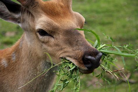 Young deer stock photo. Image of wild, snout, curiosity - 33662880