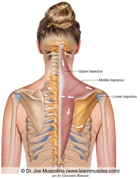 Trapezius ("Trap") - Learn Muscles