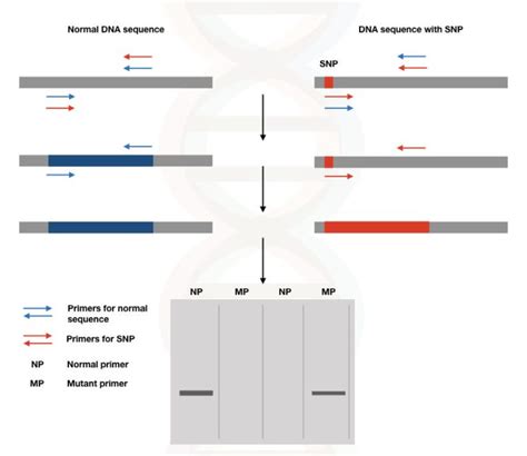 50 Powerful Applications Of PCR