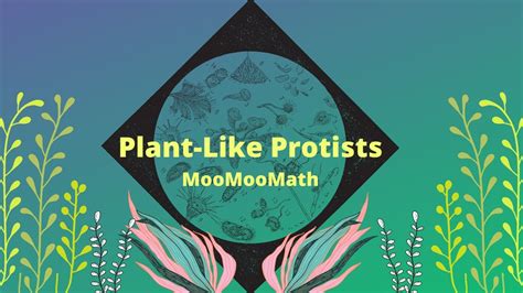 Plant-like Protists - YouTube