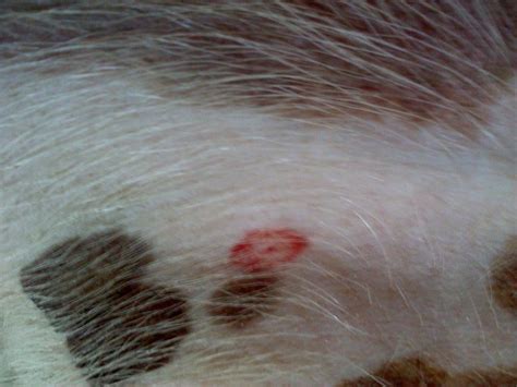 What Does A Tick Bite Look Like In A Dog Dogwalls | Images and Photos ...