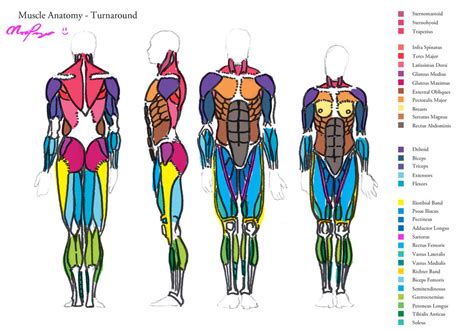 Muscle Anatomy - Turnaround by HeartGear on deviantART | Muscle anatomy ...