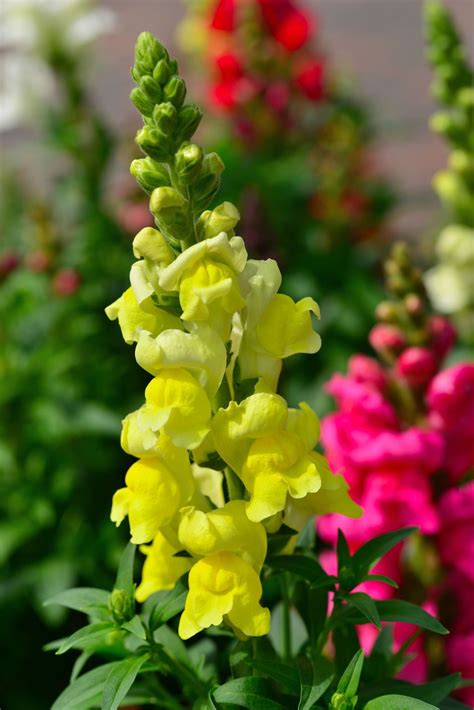 Get Inspired For Gladiolus Flower Name In Urdu 10+