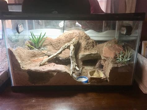 #leopardgecko #terrarium #vivarium #desert #desertterrarim # ...