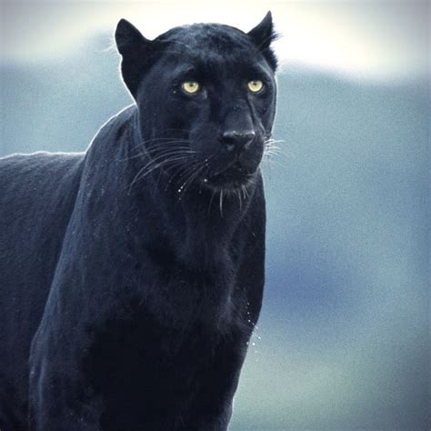 Beautiful Black Panther! Look at those eyes