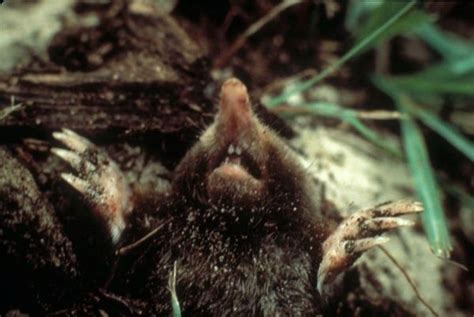 Moles | Internet Center for Wildlife Damage Management