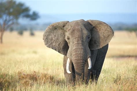 Serengeti National Park Big 5 | The Big5 in Serengeti National Park