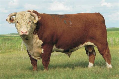 Beef Cattle Discovery - Breeds - Hereford | Animal & Food Sciences