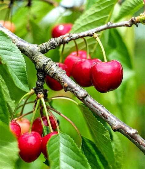 Cherry tree - planting, pruning and advice on caring for the best varieties