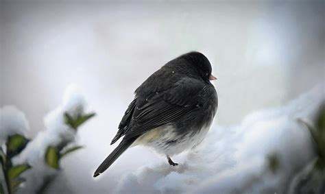 Dark-eyed Junco in Winter Photograph by Mary Lynn Giacomini | Fine Art ...