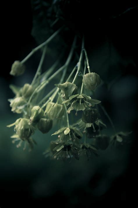 Fall in green - mountain flora on Behance