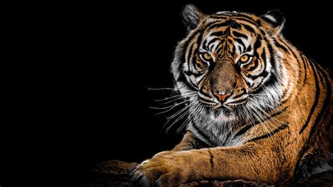 Download Siberian Tiger Animal Tiger 4k Ultra HD Wallpaper