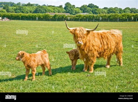 Highland cattle with calves Stock Photo - Alamy