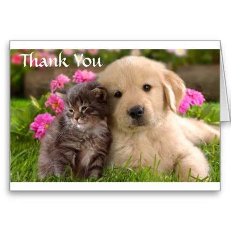 Thank You Golden Retriever Puppy & Kitten Card | Zazzle.com | Kittens ...