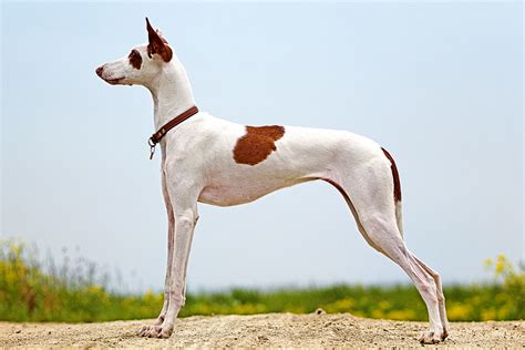 Podenco z Ibizy - opis rasy. - PetPortal.pl