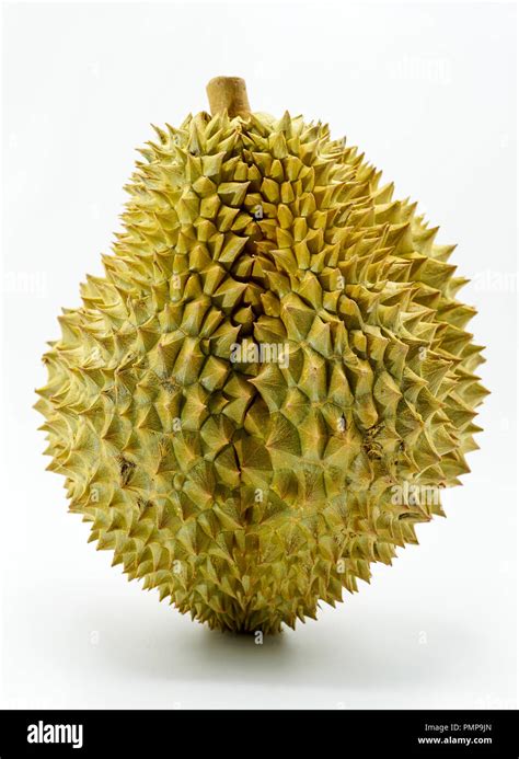 Fresh Cut Monthong Durian on white background,closeup view of Durian ...