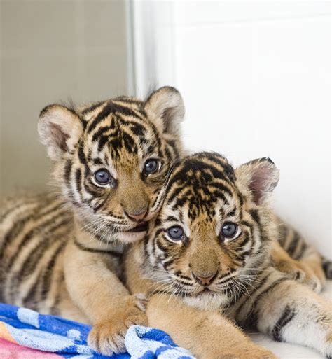 Bengal Tiger Cubs | Baby animals, Cute baby animals, Tiger cub