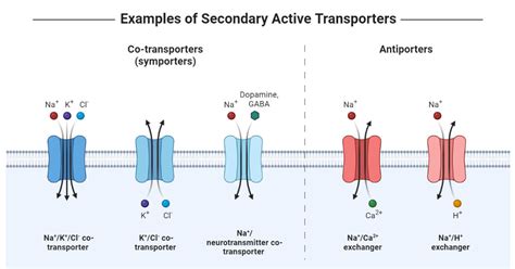 Active Transport- Definition, Types, Process, Examples