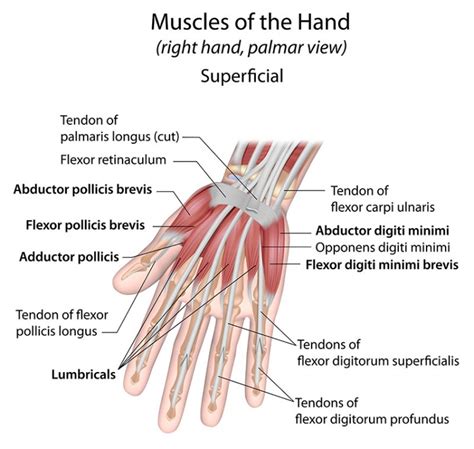 Musculus flexor pollicis brevis - Aufbau, Funktion & Krankheiten ...