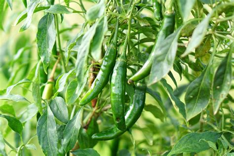 How to Grow Serrano Peppers